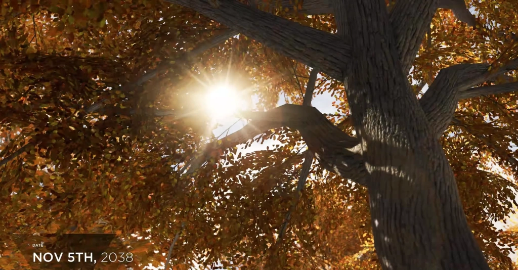 Sunlight shining through autumn tree branches outdoors
