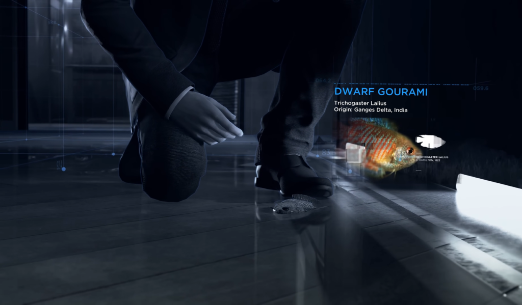 Man kneeling beside dwarf gourami hologram indoors